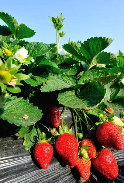 Ripe red strawberries — Stock Photo, Image