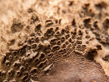 Mantar kapaklı üst görünüm, merkezde belirgin bir şişlik ve kahverengi pullar. Yakın plan desenli arka plan..