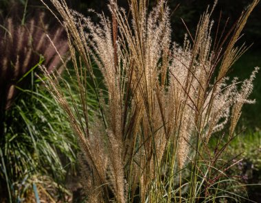 Bahçede bej rengi tüylü kuyrukları hatırlatan dekoratif otlar..