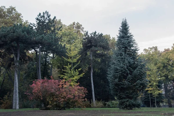 Πολύχρωμα Δέντρα Στο Πάρκο Φθινόπωρο Στην Καρδιά Της Βουδαπέστης — Φωτογραφία Αρχείου