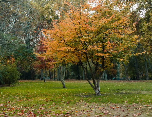 公园里一排排黄红相间的树木 — 图库照片
