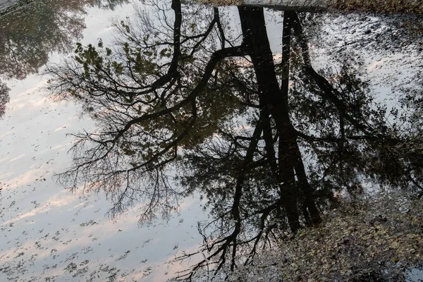 Blue Pink Sky Reflection Water Reflected Tree Water — Stock Photo, Image
