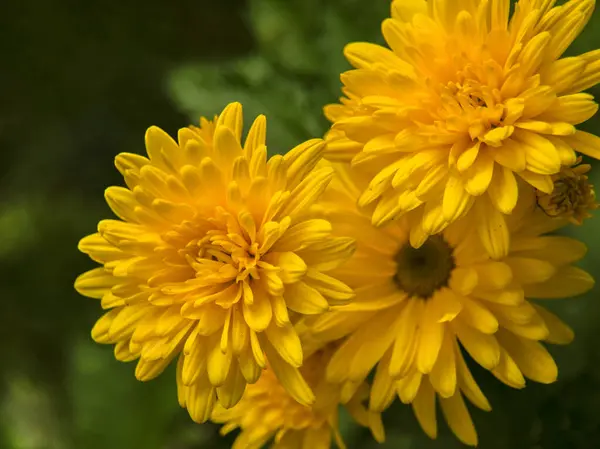 Tres Crisantemo Amarillo Con Muchos Pétalos Sobre Fondo Verde — Foto de Stock