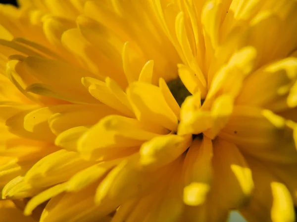 Primer Plano Crisantemo Amarillo Con Muchos Pétalos Diagonalmente Marco — Foto de Stock