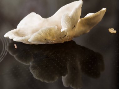 Siyah aynalı arka planda beyaz mantar