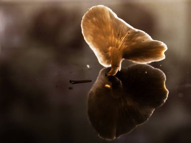 Mantarlar birbirine dokunur gibi Yansıtıcı bir arka planda.