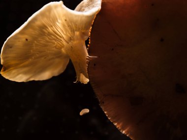 Aydınlatılmış mantar, büyük mor mantar kapağının yanında sarı başlıklı.