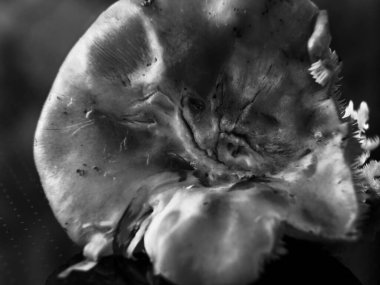 Siyah beyaz bir yüz mantar kapağında