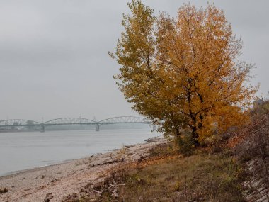 Nehrin üzerinde köprüsü olan sonbahar renkli bir ağaç.