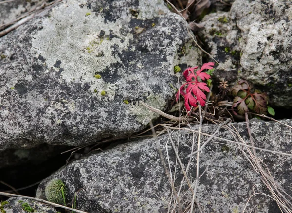 Červená Rostlina Mezi Šedým Kamenem Podzim — Stock fotografie