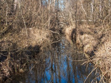 Ormandaki dereler, ağaçlar ve mavi gökyüzü sularda yansıyor.