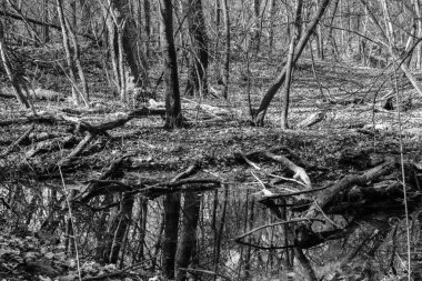 Sudaki, ormandaki siyah beyaz yansıma, bir sürü birbirine dolanan ağaç, dallar ve gölgeler.
