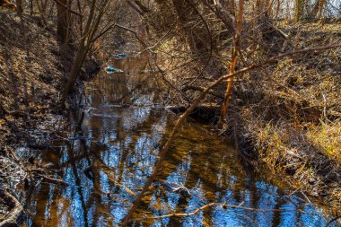 Ağaçların ve mavi gökyüzünün sudaki yansımasıyla ormandaki dereler.