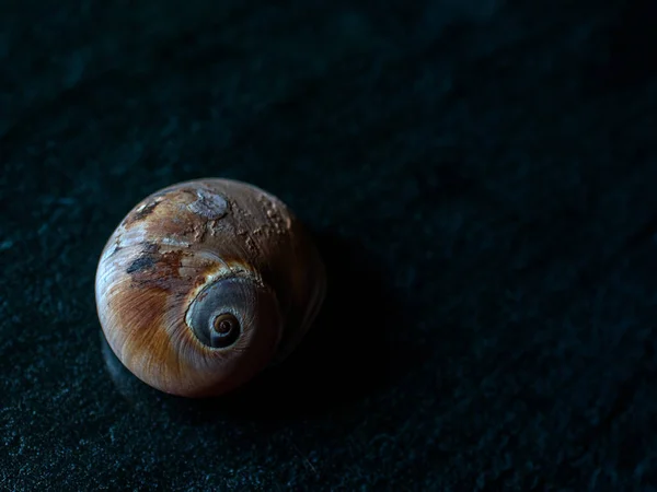 Sea snail with brown and grey colored shell, on a dark background