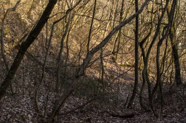 Orman yolu ağaçların arasından güneşli bir bahar gününde
