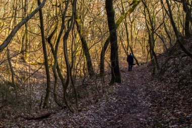 İlkbaharda gölgeli güneş ışığında ormanda yürü.