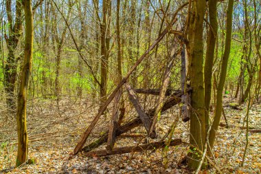 Orman ağacına bağlı bir çitin kalıntıları.