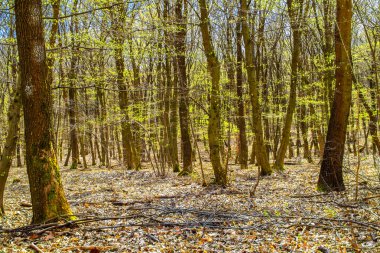 Bahar güneşli bir günde ormanda yeşil yaprakları olan birçok ağaç.