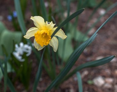 Çiçek açan sarı narsisli çiçek