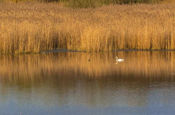 葦に囲まれた沼に住む白鳥 — ストック写真