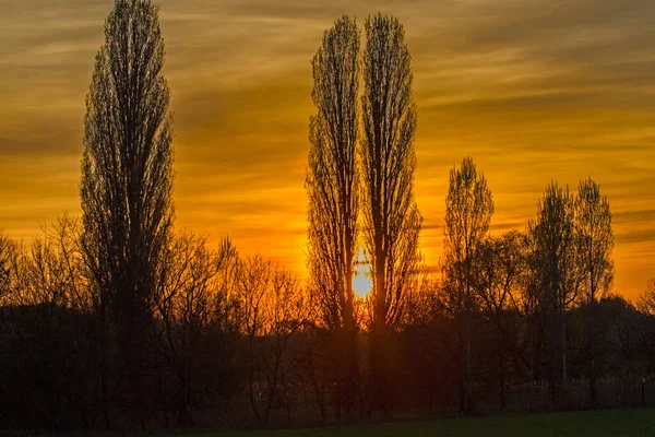 Sonnenuntergang Über Dem Feld Sonne Hinter Den Bäumen — Stockfoto