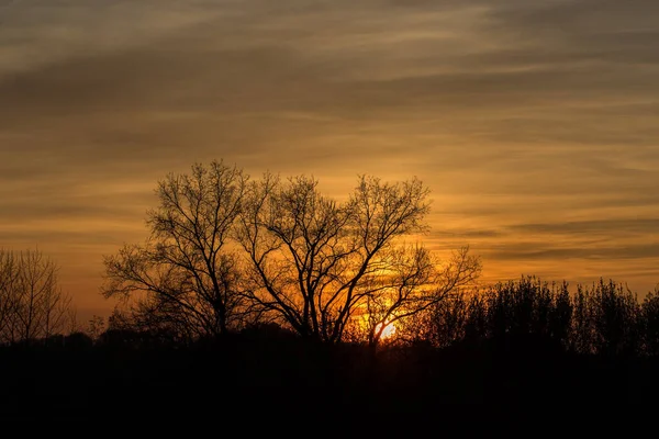 Sonnenuntergang Über Dem Feld Silhouette Von Bäumen — Stockfoto