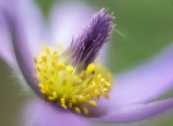 Halvány Lila Virág Közelkép Sárga Kapoccsal — Stock Fotó