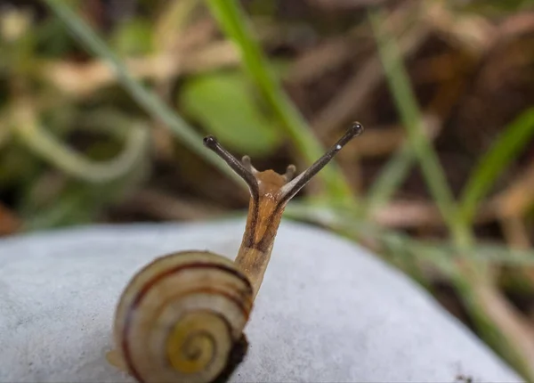 Nahaufnahme Einer Schnecke Auf Dem Boden — Stockfoto