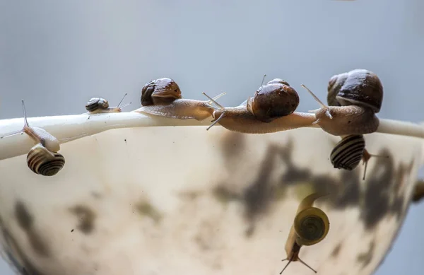 Group Snails Edge White Plastic Bowl — Stock Photo, Image