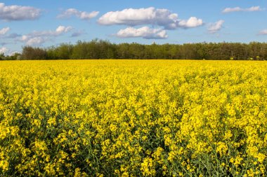 Kırsalda büyük sarı kolza tohumu tarlası