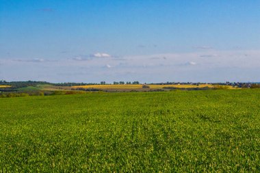 Arka planda mavi gökyüzü olan kocaman yeşil bir alan.