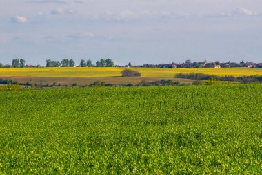 Arka planda mavi gökyüzü olan kocaman yeşil bir alan.