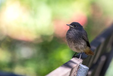 Bokeh arkaplana sahip tek bir genç kızılötesi kuş (Phoenicurus phoenicurus)