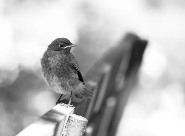 Schwarz Weißer Einzelner Junger Hausrotschwanz Phoenicurus Phoenicurus Mit Einem Bokeh — Stockfoto