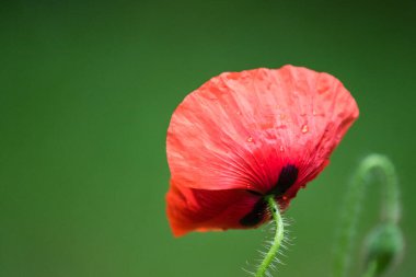 Kırmızılı gelincik çiçeğinin yeşil arka planlı yakın plan görüntüsü.