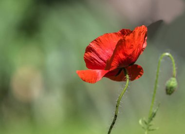 Kırmızılı gelincik çiçeğinin yeşil arka planlı yakın plan görüntüsü.
