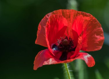Kırmızılı gelincik çiçeğinin yeşil arka planlı yakın plan görüntüsü.