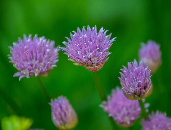 Flores Cebola Roxa Jardim Fundo Verde Com Bokeh — Fotografia de Stock