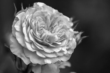 Güzel, siyah beyaz peeonia lactiflora, peonia