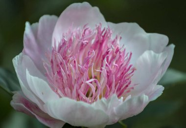Güzel, pembe peeonia lactiflora, peonia.