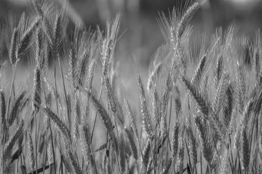 Siyah ve beyaz buğday yakın plan, yeşil buğday tarlası çerçeve doldurun