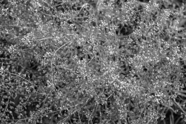 Siyah ve beyaz kır çiçekleri yakın plan, soyut desen