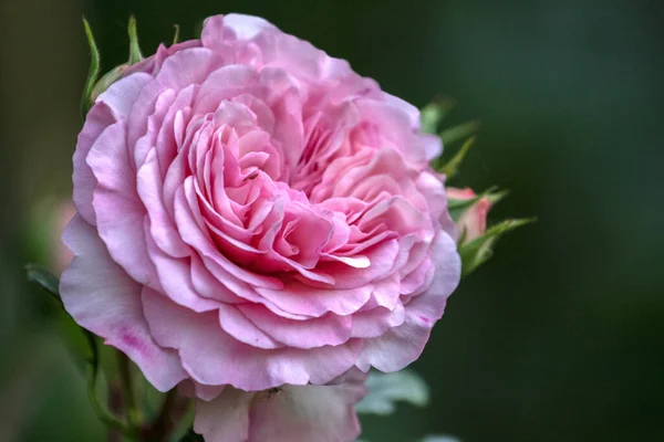 Nahaufnahme Der Schönen Rosa Paeonia Lactiflora Pfingstrose — Stockfoto