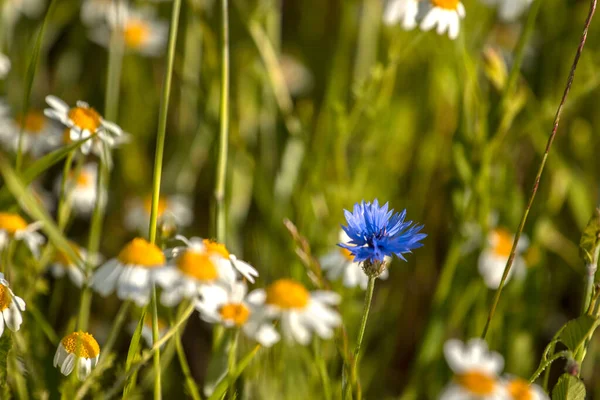 Flores Maíz Azules Entre Margaritas Con Pétalos Blancos Medio Amarillo — Foto de Stock