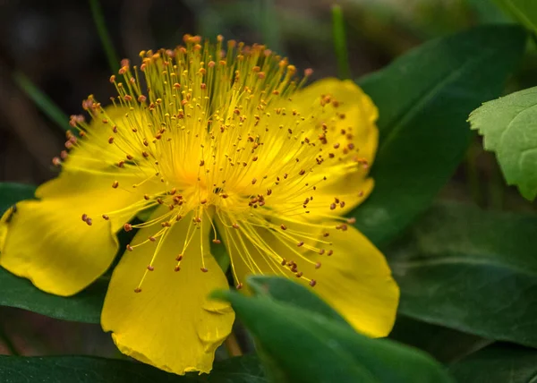 Закрыть Желто Зеленым Флоксом Сент Джонс Hypericum Calycinum Размытом Зеленом — стоковое фото