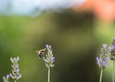 Arılar mor lavantadan nektar toplarlar.