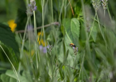 Arılar mor lavantadan nektar toplarlar.