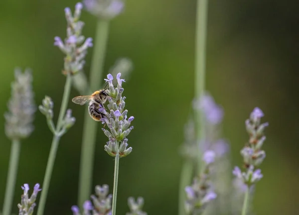 Pszczoła Zbiera Nektar Fioletowej Lawendy — Zdjęcie stockowe