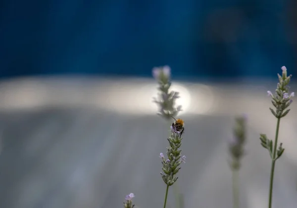 Pszczoła Zbiera Nektar Fioletowej Lawendy — Zdjęcie stockowe