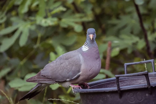 Pigeon Des Bois Columba Palumbus Regardant Droit Devant — Photo